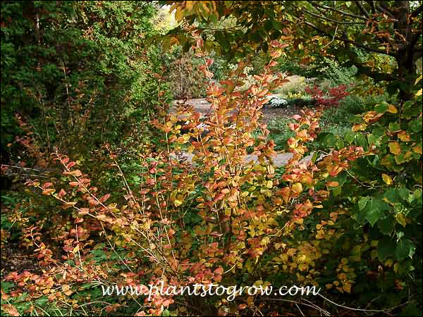 fall foliage color